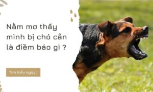giải mã giấc mơ bị chó cắn